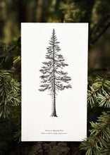 Load image into Gallery viewer, The Sierra Lodgepole Pine Print - Ancient Giants Collection
