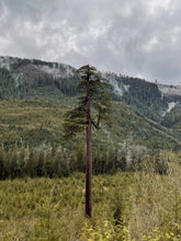 Load image into Gallery viewer, Big Lonely Doug - Moments of the Northwest Collection
