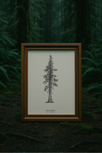 Load image into Gallery viewer, The Sitka Spruce Print - Ancient Giants Collection

