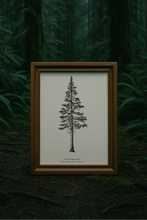 Load image into Gallery viewer, The Sierra Lodgepole Pine Print - Ancient Giants Collection
