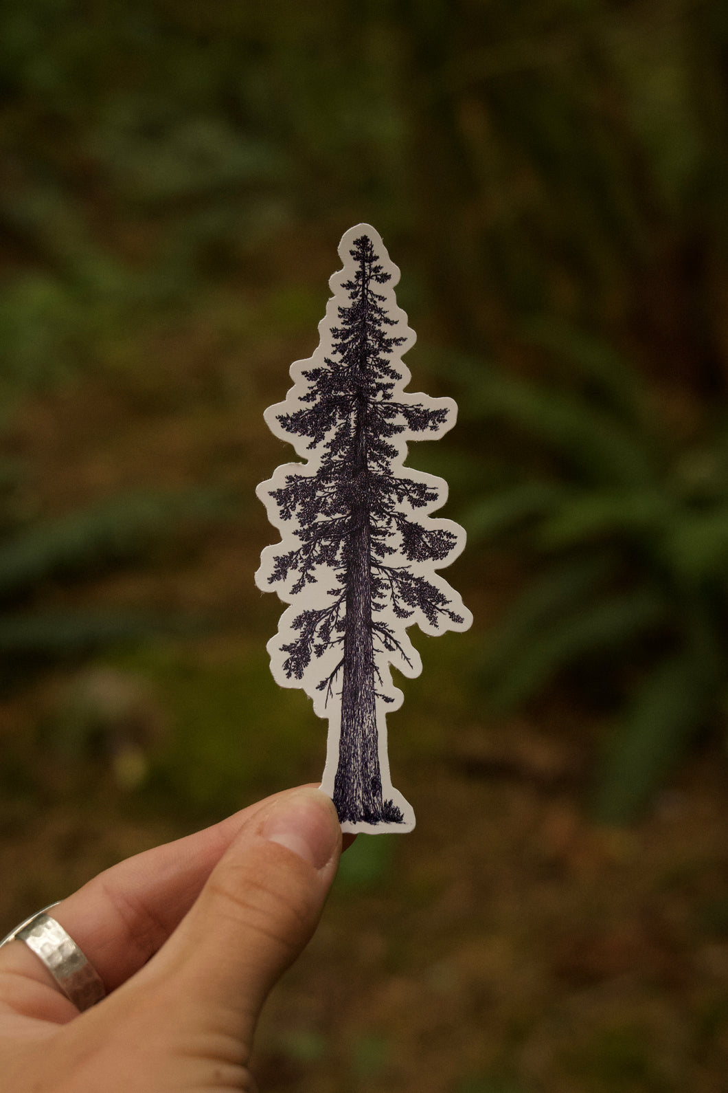 Sitka Spruce Sticker