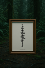 Load image into Gallery viewer, The Giant Sequoia Print - Ancient Giants Collection
