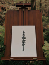 Load image into Gallery viewer, The Giant Sequoia Print - Ancient Giants Collection
